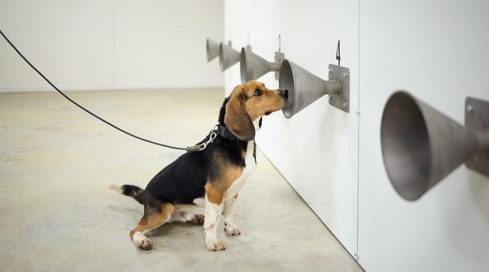 Dogs can detect COVID-19 positive arrivals at airport: UK study - Vimarsana News