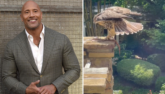 Dwayne Johnson talks being locked inside by an angry hawk: ‘This could get ugly’