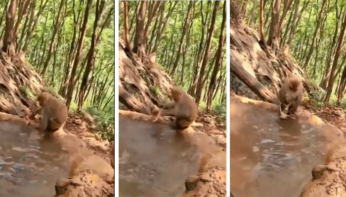 Video monyet memandikan bayinya viral