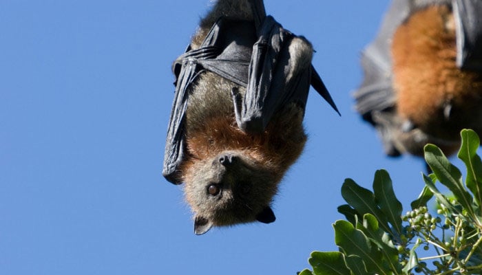 Mother bats teach young ones life skills by carrying them overnight