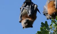 Mother bats teach young ones life skills by carrying them overnight 