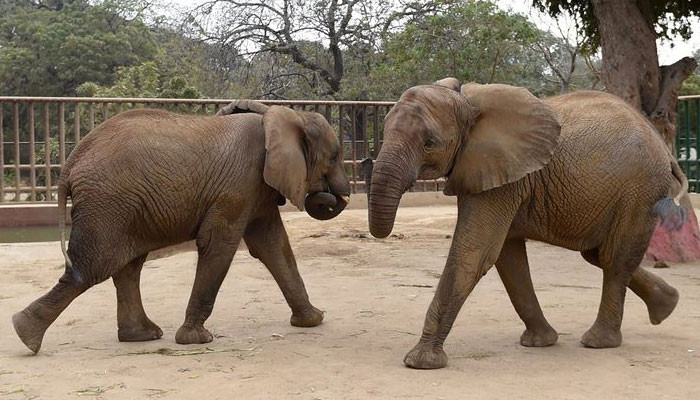 Gading dua gajah diduga dipotong di Kebun Binatang Karachi
