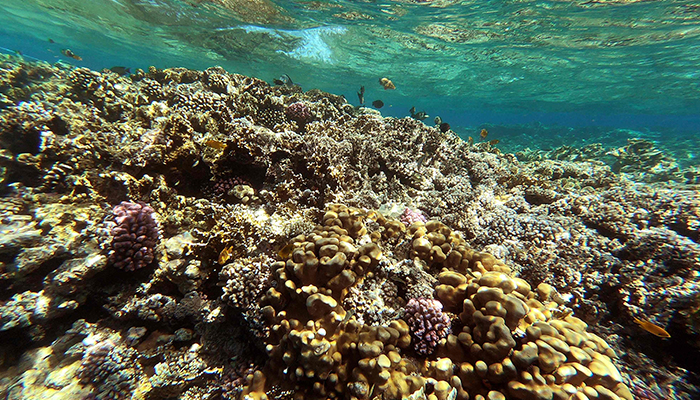 This picture taken on September 29, 2021 shows a view of a coral reef near Egypts Red Sea resort city of Sharm el-Sheikh at the southern tip of the Sinai peninsula. — AFP/File