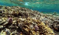Coral reefs of western Indian Ocean at risk of collapse: study