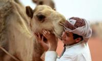 Queens of the desert: Saudi camel beauty pageant hit by cheating