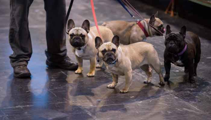 In this file photo taken on March 10, 2017 a dog owner gathers his four French bulldogs at the end of the second day of the Crufts dog show at the National Exhibition Centre in Birmingham, central England. The two thugs who brutally pulled a gun on Marieke Bayens, a 27 year old Californian woman, were not after her purse or her life: they were after Merlyn, the little dog she was holding on a leash, because it is a French bulldog. From New York to Los Angeles, from Miami to Chicago, thefts targeting this dog breed are multiplying in the United States. -AFP