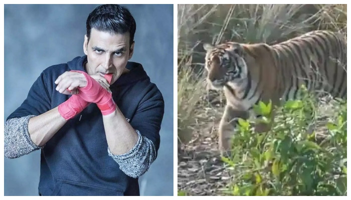 Akshay Kumar shares video of a tiger during his wild adventure : Watch