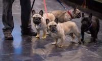 ‘Dognappings’: Why thieves are snatching French bulldogs across the US