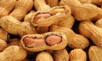 Adding Peanuts To Young Children's Diet Can Help Avoid Allergy: Study