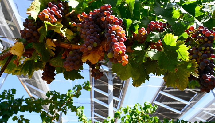 Güney Fransa'nın Rians kentinde güneş enerjisi kullanan mobil şemsiye sistemiyle korunan bir bağın parselindeki üzümler.  — AFP/Dosya