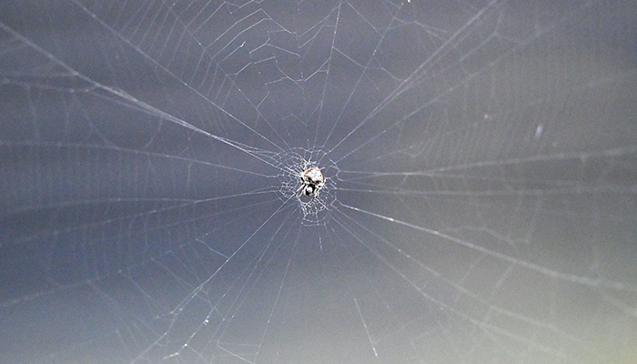 A spider waits in the middle of its web for prey at a park in Singapore on March 21, 2022. — AFP