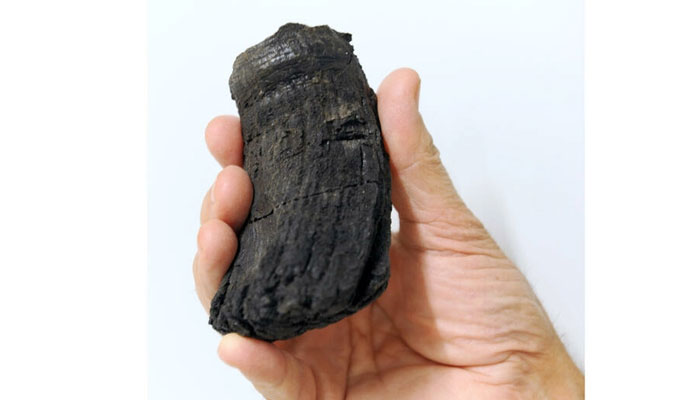 The root of the thickest ichthyosaur tooth found so far with a diameter of 60 millimeters. Photo: AFP