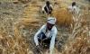 Heatwave-hit India irks G7 with wheat export ban