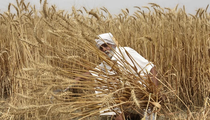 In this file photograph taken on April 12, 2022, an Indian farmer poses as he harvests wheat crop in a field on the outskirts of Amritsar, in the northern Indian state of Punjab. -AFP
