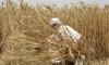 Wheat prices hit record high after India export ban