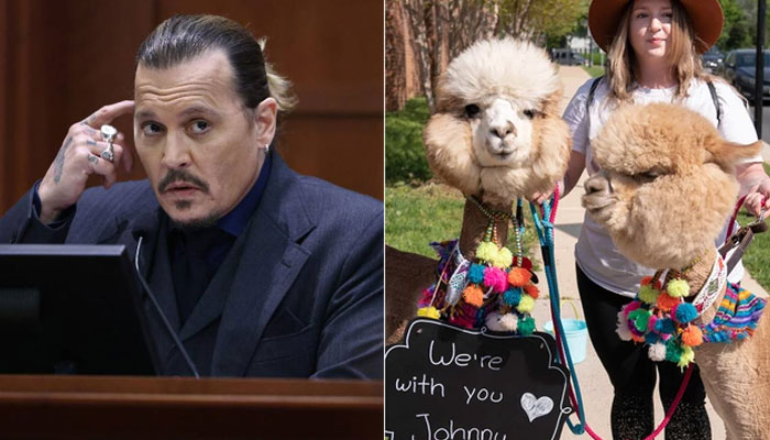 What does Johnny Depp-Amber Heard trial has to do with alpacas?