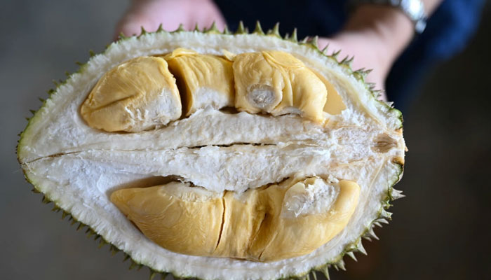 A Malaysian durian grower has been turning to technology to boost yields and reduce labour. Photo: AFP