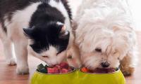 Govt revokes import ban on pet food, energy savers