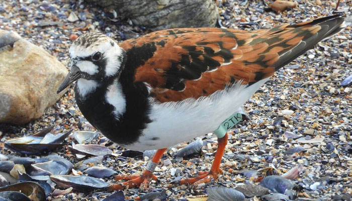 Ruddy turnstone 2TK can be recognised by his ankle band. Photo: AFP