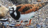 2TK, Canada's migratory bird that fell for Uruguayan resort