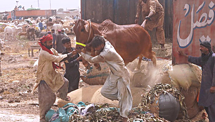 I venditori scaricano una mucca da un camion al mandi degli animali sacrificali di Sohrab Goth prima di Eid-ul-Adha n Karachi, il 9 giugno 2022. — INP