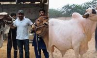 WATCH: Sarfaraz Ahmed names his sacrificial bull 'Chashma'