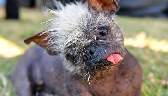 Behold Mr. Happy Face, crowned the worlds ugliest dog at a contest in Petaluma, California. Photo: AFP