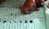 Vote count underway in violence-marred LG elections in Sindh