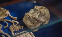 Early human ancestors one million years older than thought