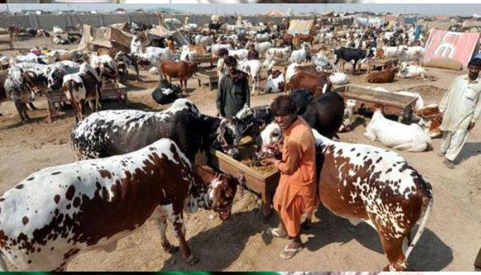 A representational image of the cattle market in Pakistan. — AFP/File