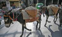 Citizen Files Petition Against Likening Politicians To Donkeys