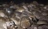 Horseshoe crabs: 'Living fossils' vital for vaccine safety