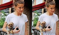 Amber Heard's dog has gone 'missing': Inside TV presenter's wild theory