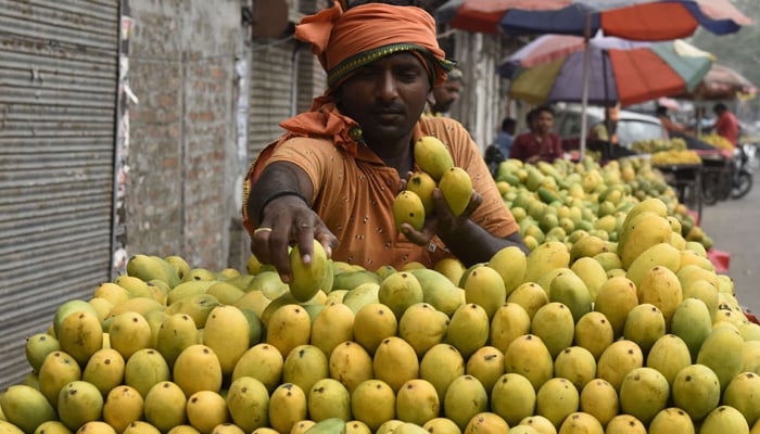 A roadside vendor arranges mangoes while waiting for customers in Amritsar on June 30, 2022. -AFP