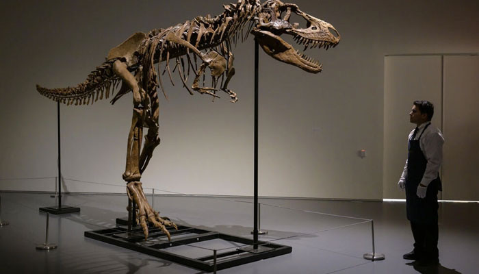 Gorgosaurus dijual seharga ,1 juta di lelang New York