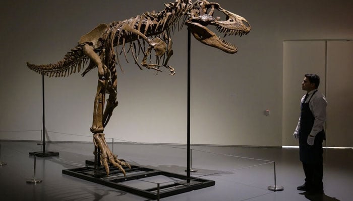 Seorang pawang seni melihat kerangka Gorgosaurus berukuran tinggi 10 kaki (3,04 meter) di Sotheby's di New York, pada 05 Juli 2022. Foto: AFP