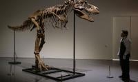 Gorgosaurus sells for $6.1 mn at New York auction
