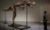 Gorgosaurus sells for $6.1 mn at New York auction