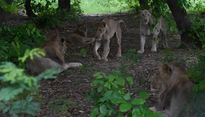 In this picture taken on August 5, 2022, lions rest in a jungle at the Lahore Safari Zoo in Lahore, Photo: AFP