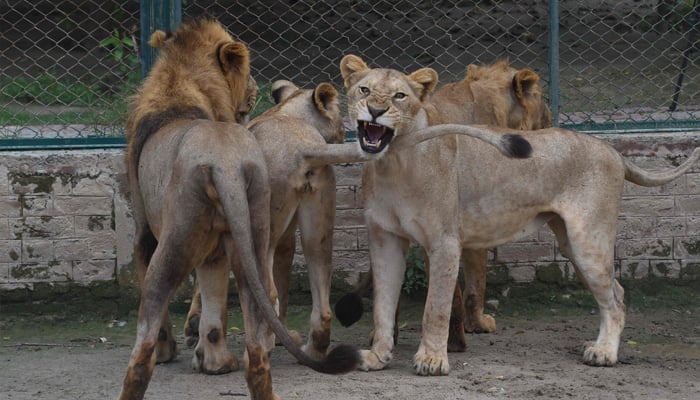In this picture taken on August 3, 2022, lions are seen at their enclosure at the Lahore Safari Zoo in Lahore. A Pakistan zoo is auctioning a dozen lions next week to free up space for a pride that won´t stop growing. AFP