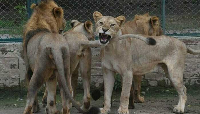 Lahore Safari Zoo has called off the plan to auction 12 lions. Photo: AFP/file