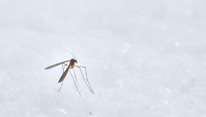Mengapa nyamuk menggigit kita?