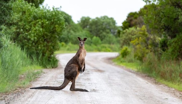 A brown kangaroo in the middle of the road. — Unsplash