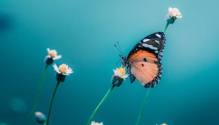Image of a butterfly sucking nector from a flower. — Unsplash