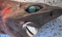 'Stuff of nightmares’: Rare deep-sea shark found in Australia