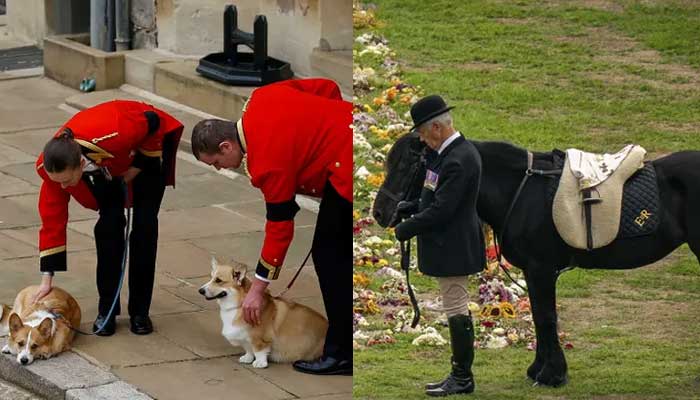 Queen Elizabeths corgis and pony attend funeral procession