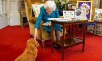 Queen Elizabeth II's demise skyrockets corgis sales: Report 