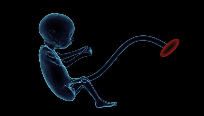 An illustration of a foetus. — Pixabay