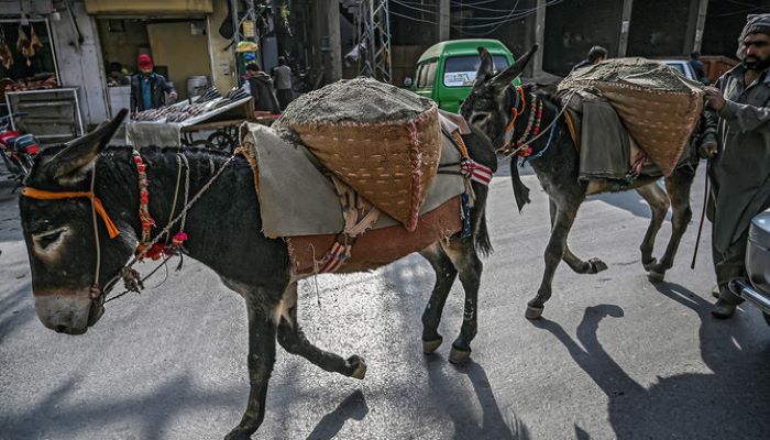 A laborer uses donkeys to transport sand on a street in Pakistan on January 20, 2020. -- AFP