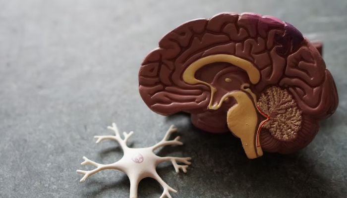 Modello di cervello umano.— Unsplash